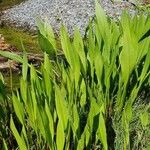 Sagittaria lancifolia Blad