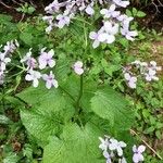 Lunaria rediviva Лист