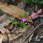 Centaurium scilloides عادت داشتن