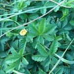 Potentilla reptansΦύλλο