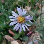 Aster amellusFlor