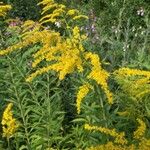 Solidago giganteaBlomst