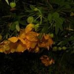 Senna skinneri 花