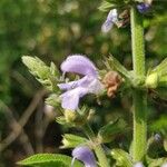 Salvia somalensis Květ