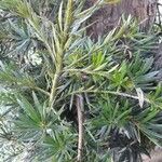 Podocarpus lambertii Φύλλο