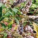 Mentha spicata Flor