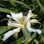 Iris orientalis Blüte