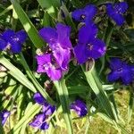 Tradescantia × andersoniana Flower