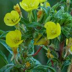 Oenothera villosa Liść