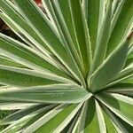 Furcraea selloana Cvet