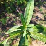 Asclepias incarnata Leaf