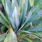 Yucca filamentosa Leaf