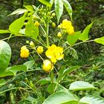 Senna septemtrionalis Λουλούδι