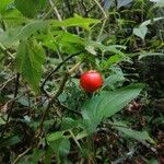 Solanum capsicoides Vrucht