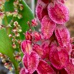 Rumex vesicarius Flower