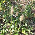 Lagurus ovatus Fleur