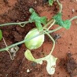 Cucumis anguria Fruit