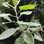 Solanum mauritianum Lapas