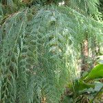 Cupressus cashmeriana Φύλλο