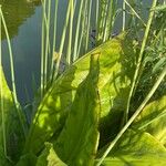 Lysichiton americanus Levél