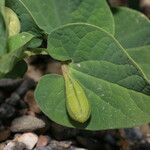 Aristolochia fontanesii Likasa