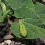 Aristolochia fontanesii Leaf