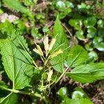 Cardamine enneaphyllos Blüte