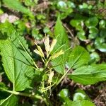 Cardamine enneaphyllos 花