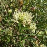 Trifolium ochroleucon Flower