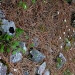 Crambe hispanica Habit