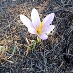 Crocus autumnalis Кветка