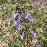 Salvia lyrata Flower