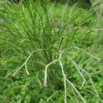 Psilotum nudum Leaf