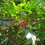 Guarea macrophylla Fruit