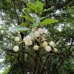 Cordia dentata Fruit