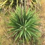 Yucca madrensis Лист