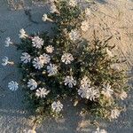 Silene succulenta Floro