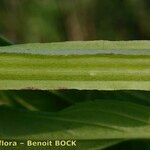 Scrophularia oblongifolia পাতা