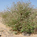 Trichodesma africanum Hábito