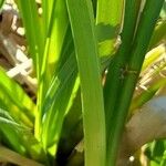 Cyperus byssaceus অন্যান্য