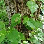 Hydrangea barbara Leaf