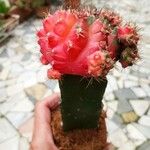 Gymnocalycium mihanovichii 叶