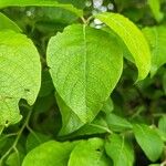 Salix caprea Leaf
