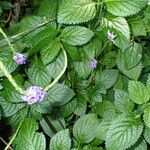 Stachytarpheta urticifolia ശീലം