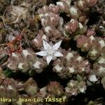 Sedum arenarium عادت