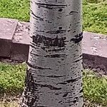 Populus alba Rinde