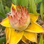 Musella lasiocarpa Fleur