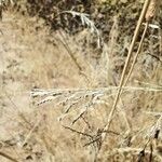 Eragrostis curvula Blad