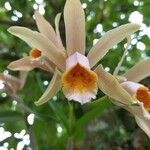 Cattleya forbesii Flor