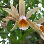 Cattleya forbesii പുഷ്പം